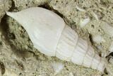 Fossil Gastropods (Globularia & Rimella) - Damery, France #103851-2